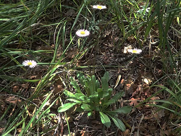 Bellis sylvestris \ Wald-Gnseblmchen, I Liguria, Sestri Levante 3.10.2023