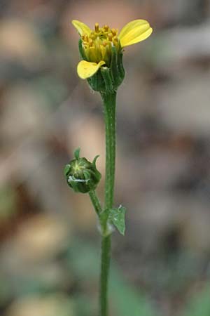 Bidens subalternans \ Rio-Grande-Zweizahn, I Liguria, Bonassola 4.10.2023