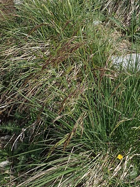 Helictotrichon parlatorei \ Parlatores Wiesenhafer / Parlatore's Oat Grass, I Alpi Bergamasche, Pizzo Arera 9.6.2017