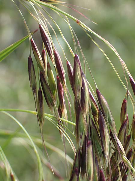 Helictotrichon parlatorei \ Parlatores Wiesenhafer / Parlatore's Oat Grass, I Alpi Bergamasche, Pizzo Arera 9.6.2017