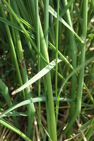 Helictotrichon parlatorei \ Parlatores Wiesenhafer / Parlatore's Oat Grass, I Alpi Bergamasche, Pizzo Arera 9.6.2017