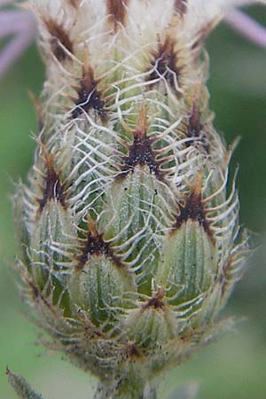 Centaurea stoebe \ Rispen-Flockenblume, I Sant' Anna d'Alfaedo 17.7.2010