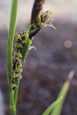 Carex panicea \ Hirse-Segge, I Südtirol,  Stallersattel 6.7.2022