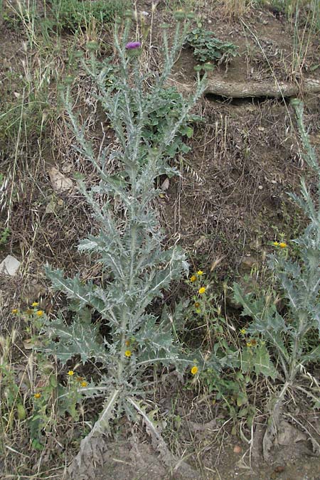 Carduus litigiosus \ Streit-Distel / Italian Thistle, I Passignano 1.6.2007