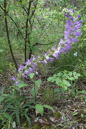 Campanula spicata \ hrige Glockenblume, I Gole del Salinello bei Ripe 6.6.2007