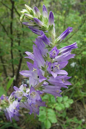 Campanula spicata \ hrige Glockenblume, I Gole del Salinello bei Ripe 6.6.2007