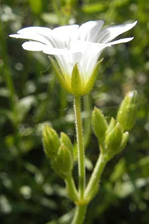 Cerastium arvense \ Acker-Hornkraut / Field Mouse-Ear, I Genua 22.5.2010