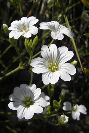 Cerastium arvense \ Acker-Hornkraut / Field Mouse-Ear, I Genua 22.5.2010