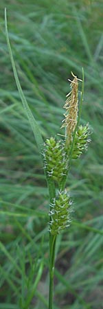 Carex pallescens \ Bleiche Segge / Pale Sedge, I Liguria, Sassello 22.5.2010