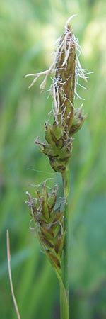 Carex pallescens \ Bleiche Segge, I Liguria, Sassello 22.5.2010