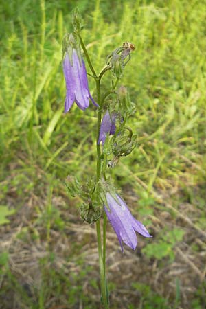 Campanula sibirica \ Sibirische Glockenblume / Siberian Bellflower, I Isola dei Morti 26.6.2010