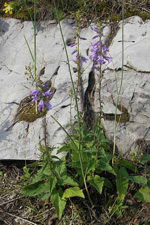 Campanula bononiensis \ Bologneser Glockenblume, Filz-Glockenblume, I Trieste 27.6.2010