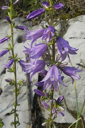 Campanula bononiensis \ Bologneser Glockenblume, Filz-Glockenblume, I Trieste 27.6.2010