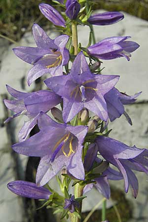 Campanula bononiensis \ Bologneser Glockenblume, Filz-Glockenblume, I Trieste 27.6.2010