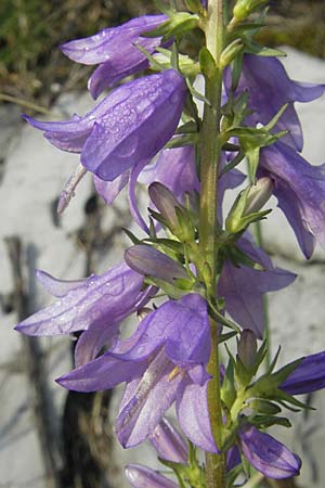 Campanula bononiensis \ Bologneser Glockenblume, Filz-Glockenblume / Pale Bellflower, European Bellflower, I Trieste 27.6.2010