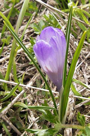 Crocus albiflorus \ Alpen-Krokus / Spring Crocus, I Liguria, Imperia, Monte Saccarello 29.5.2013