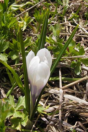 Crocus albiflorus \ Alpen-Krokus / Spring Crocus, I Liguria, Imperia, Monte Saccarello 29.5.2013