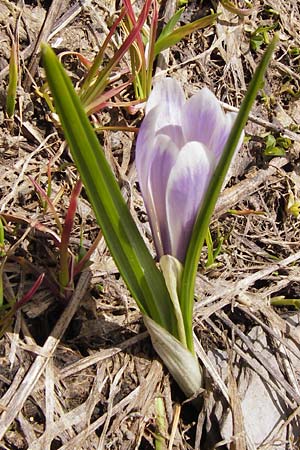 Crocus albiflorus \ Alpen-Krokus / Spring Crocus, I Liguria, Imperia, Monte Saccarello 29.5.2013