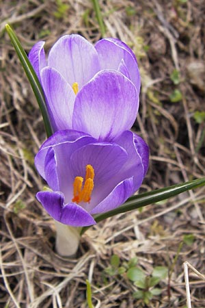 Crocus albiflorus \ Alpen-Krokus / Spring Crocus, I Liguria, Imperia, Monte Saccarello 29.5.2013