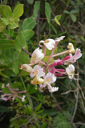 Lonicera etrusca \ Etruskisches Geiblatt / Etruscan Honeysuckle, I Finale Ligure 31.5.2013