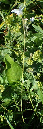 Cerastium arvense \ Acker-Hornkraut, I Südtirol,  Plätzwiese 5.7.2022