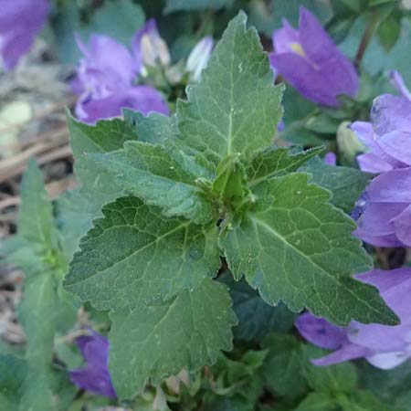 Campanula trachelium \ Nesselblttrige Glockenblume, I Liguria, Cinque Terre 28.9.2023