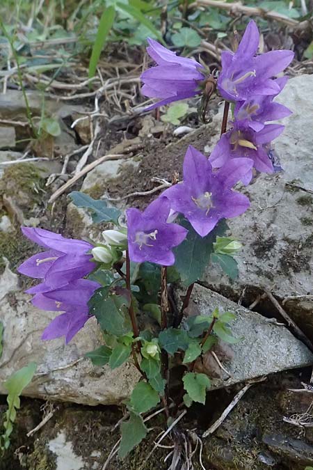 Campanula trachelium \ Nesselblttrige Glockenblume, I Liguria, Cinque Terre 28.9.2023