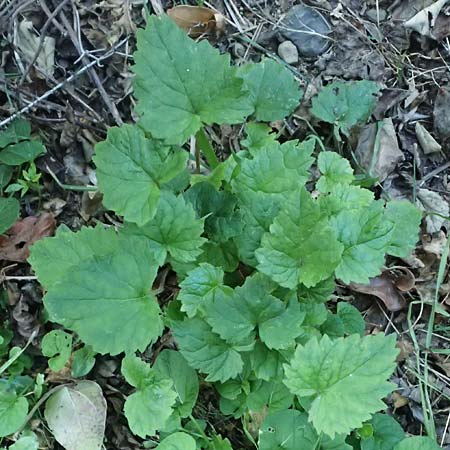 Campanula trachelium \ Nesselblttrige Glockenblume / Nettle-Leaved Bellflower, I Liguria, Cinque Terre 28.9.2023