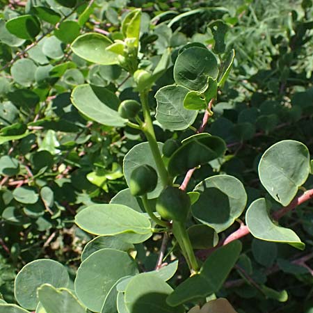 Capparis spinosa subsp. rupestris ? / Spineless Caper, I Liguria, Sestri Levante 3.10.2023