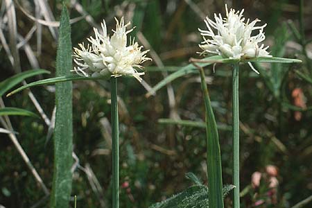 Carex baldensis \ Monte-Baldo Segge / Monte Baldo Sedge, I Tremalzo 30.6.1990