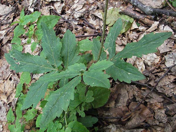 Cardamine bulbifera \ Knllchen-Zahnwurz, Zwiebel-Zahnwurz / Coral-Root Bitter-Cress, I Norcia 7.6.2007