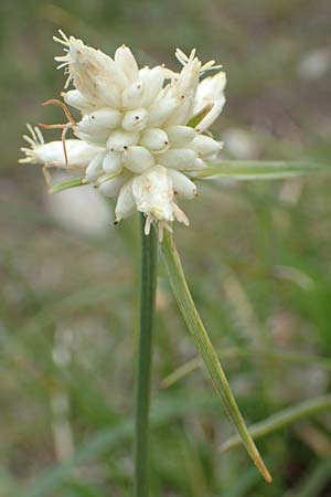 Carex baldensis \ Monte-Baldo Segge / Monte Baldo Sedge, I Alpi Bergamasche, Monte Alben 11.6.2017