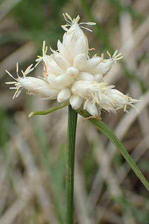 Carex baldensis \ Monte-Baldo Segge / Monte Baldo Sedge, I Alpi Bergamasche, Monte Alben 11.6.2017