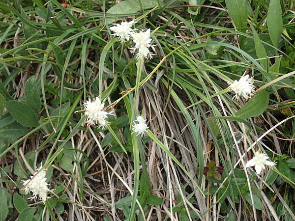 Carex baldensis \ Monte-Baldo Segge / Monte Baldo Sedge, I Alpi Bergamasche, Monte Alben 11.6.2017