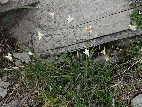 Carex baldensis \ Monte-Baldo Segge / Monte Baldo Sedge, I Alpi Bergamasche, Monte Alben 11.6.2017