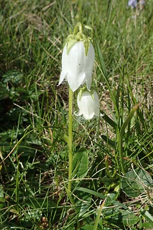 Campanula barbata \ Brtige Glockenblume, Bart-Glockenblume / Bearded Bellflower, I Südtirol,  Stallersattel 6.7.2022