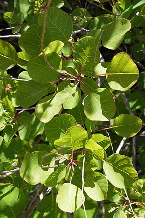 Cotinus coggygria \ Perckenstrauch / Smoke Tree, I Liguria, Castillo di Zuccarello 19.5.2013