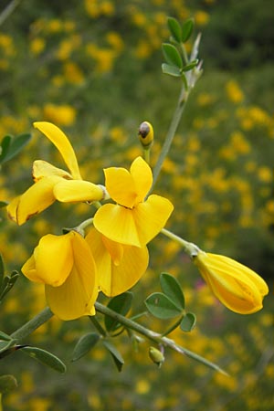 Calicotome spinosa / Thorny Broom, I Liguria, Dolcedo 30.5.2013