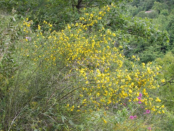 Calicotome spinosa \ Stacheliger Dorn-Ginster / Thorny Broom, I Liguria, Dolcedo 30.5.2013