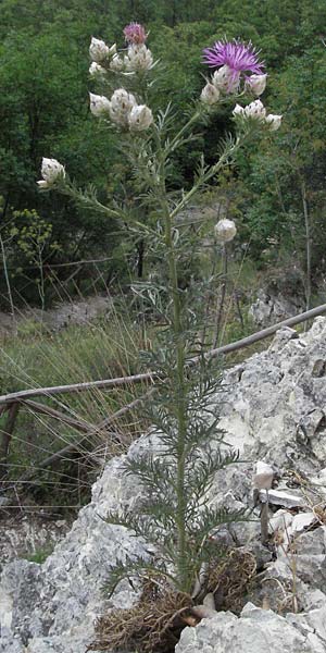 Centaurea deusta \ Glnzende Flockenblume, Verbrannte Flockenblume / Burned Knapweed, I Gole del Salinello bei/near Ripe 6.6.2007