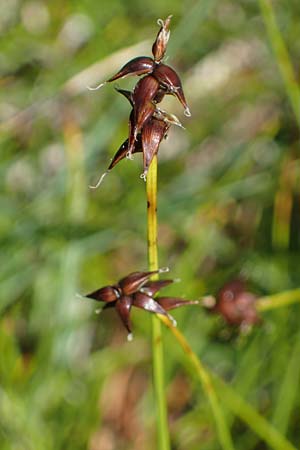Carex davalliana \ Davalls Segge, Torf-Segge, I Südtirol,  Plätzwiese 5.7.2022
