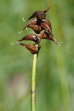 Carex davalliana \ Davalls Segge, Torf-Segge / Turf Sedge, Bath Sedge, I Südtirol,  Plätzwiese 5.7.2022