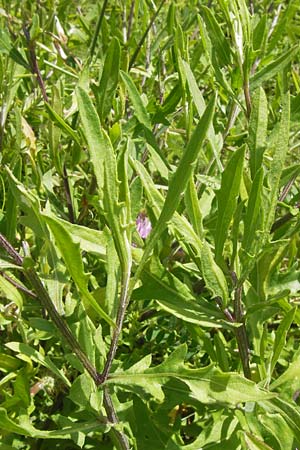 Centaurea aspera \ Raue Flockenblume / Rough Star-Thistle, I Finale Ligure 31.5.2013