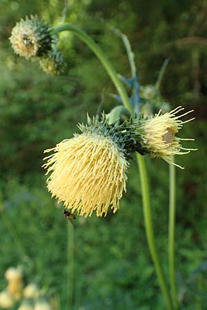 Cirsium erisithales \ Klebrige Kratzdistel / Yellow Thistle, I Alpi Bergamasche, Pizzo Arera 7.6.2017