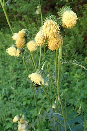 Cirsium erisithales / Yellow Thistle, I Alpi Bergamasche, Pizzo Arera 7.6.2017