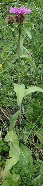 Centaurea pseudophrygia \ Percken-Flockenblume / Wig Knapweed, I Südtirol,  Gsieser Tal 7.7.2022