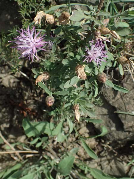 Centaurea leucophaea \ Blassbraune Flockenblume / Whitish-Leaved Knapweed, I Liguria, Cinque Terre 28.9.2023