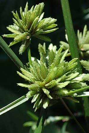 Cyperus eragrostis \ Frischgrnes Zypergras, Liebesgrasartiges Zypergras, I Liguria, Sestri Levante 3.10.2023