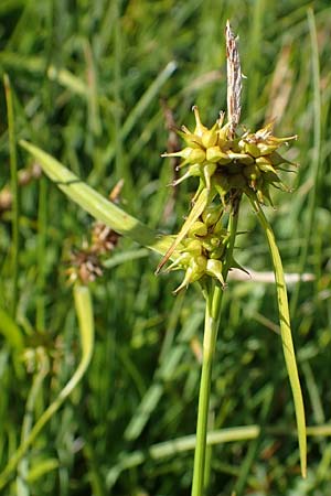 Carex flava \ Groe Gelb-Segge / Large Yellow-Sedge, I Südtirol,  Plätzwiese 5.7.2022