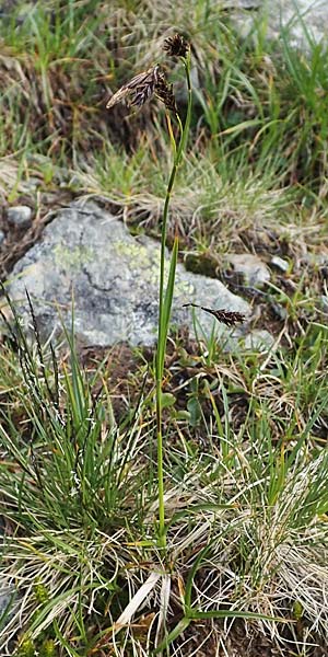 Carex frigida \ Eis-Segge, I Südtirol,  Stallersattel 6.7.2022